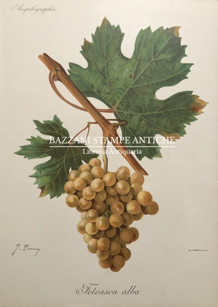 FETEASCA ALBA