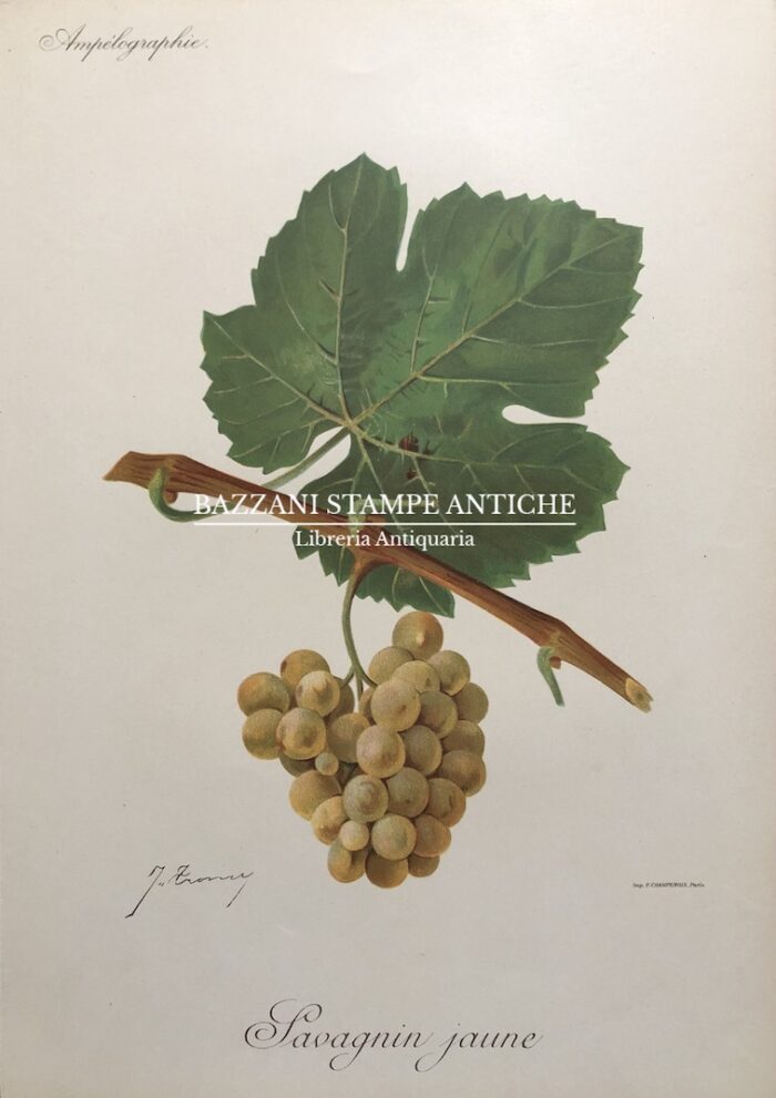 SAVAGNIN JAUNE