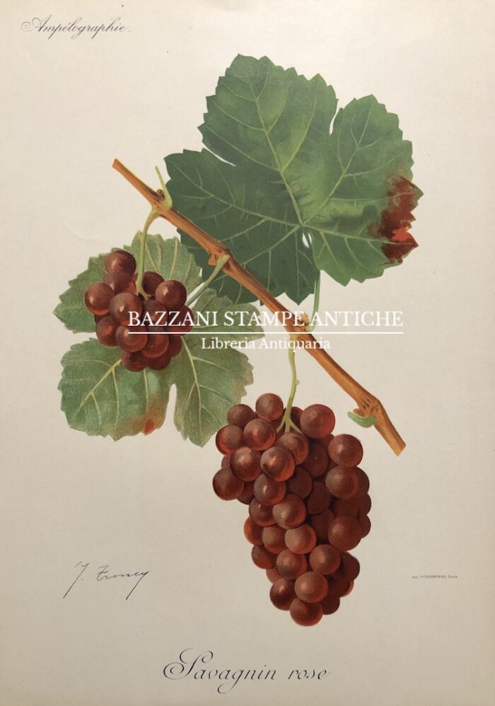 SAVAGNIN ROSE