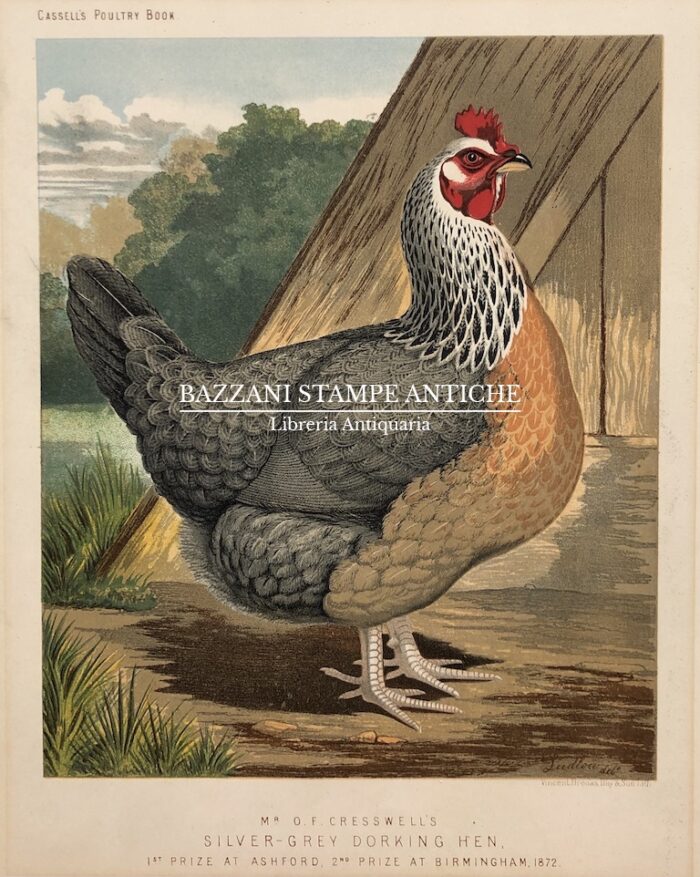 GALLINA - SILVER GREY DORKING HEN