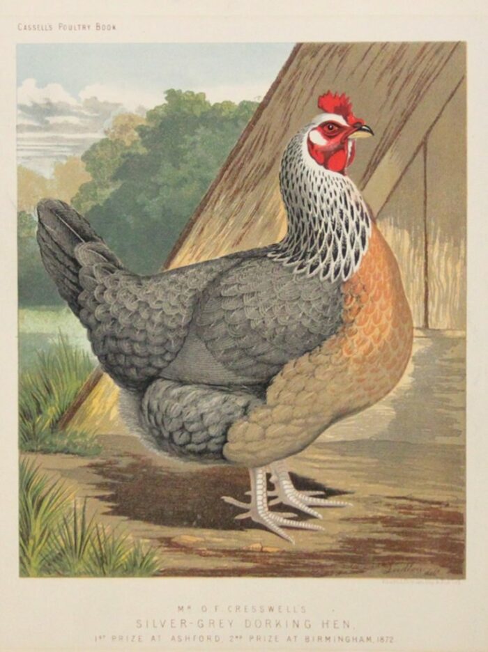 GALLINA - SILVER GREY DORKING HEN