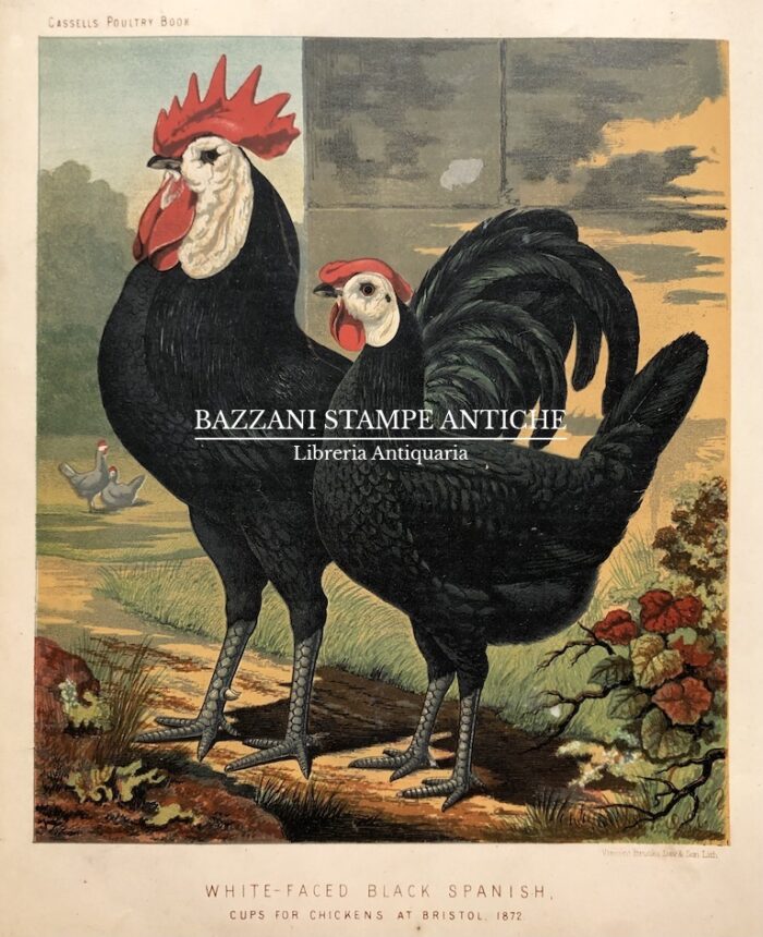 GALLO E GALLINA - WHITE-FACED BLACK SPANISH