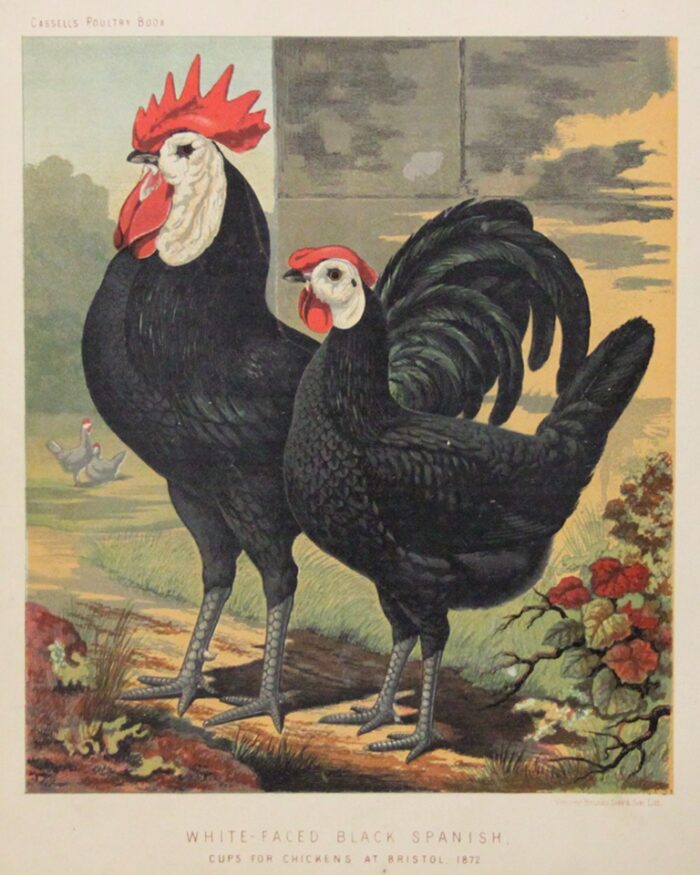 GALLO E GALLINA - WHITE FACED BLACK SPANISH