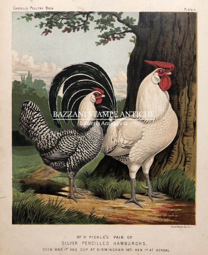 GALLO E GALLINA - SILVER PENCILLED HAMBURGHS