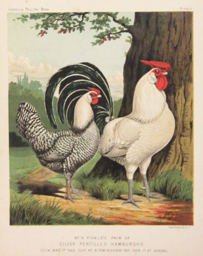 GALLO E GALLINA - SILVER PENCILLED HAMBURGHS