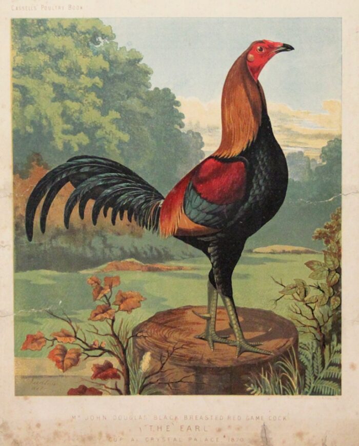 GALLO - THE EARL