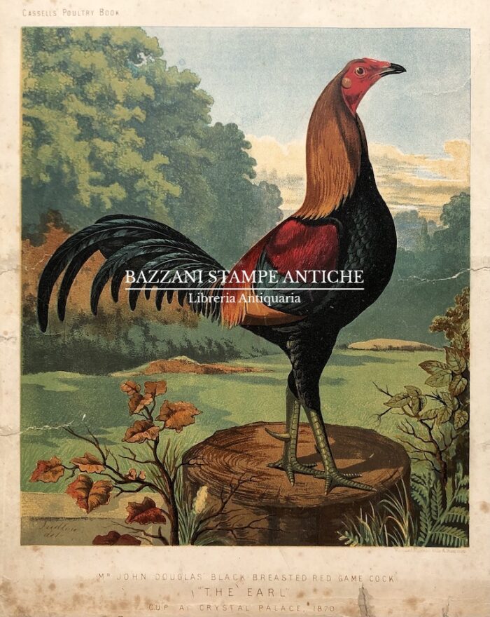 GALLO - THE EARL