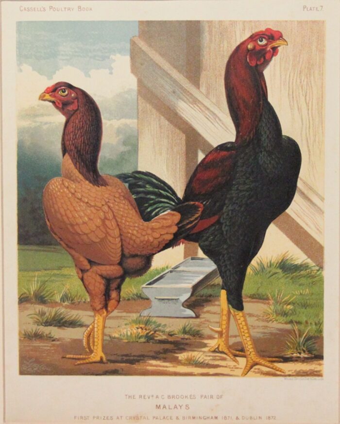 GALLO E GALLINA - MALAYS