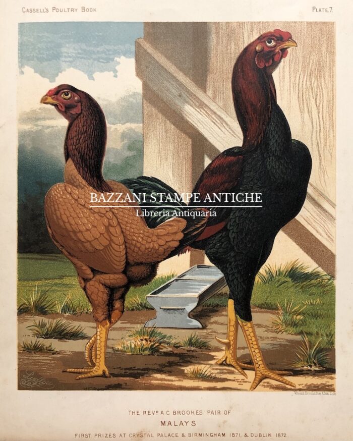 GALLO E GALLINA - MALAYS