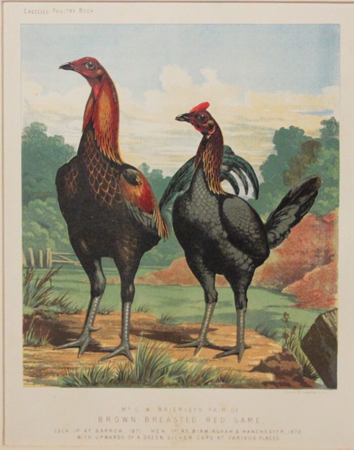 GALLO E GALLINA - BROWN BREASTED RED GAME