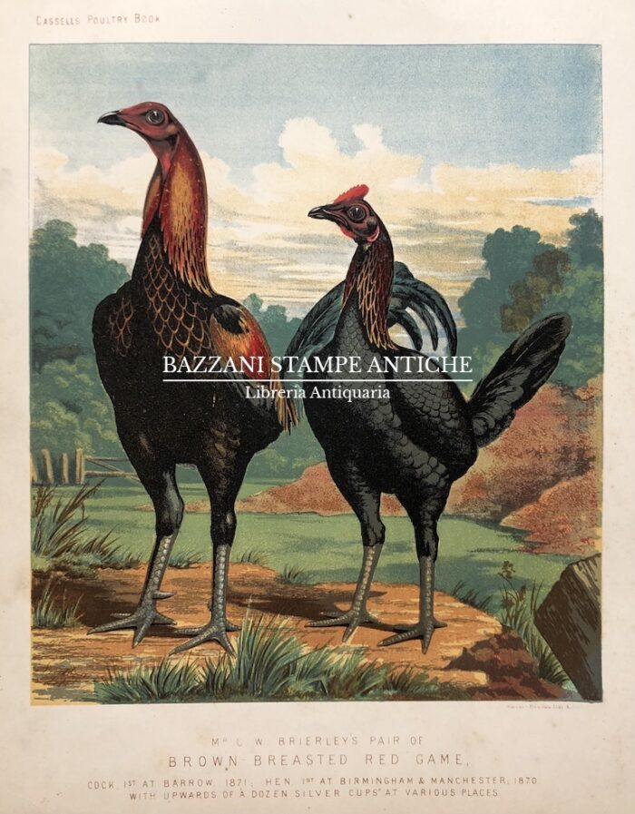 GALLO E GALLINA - BROWN BREASTED RED GAME