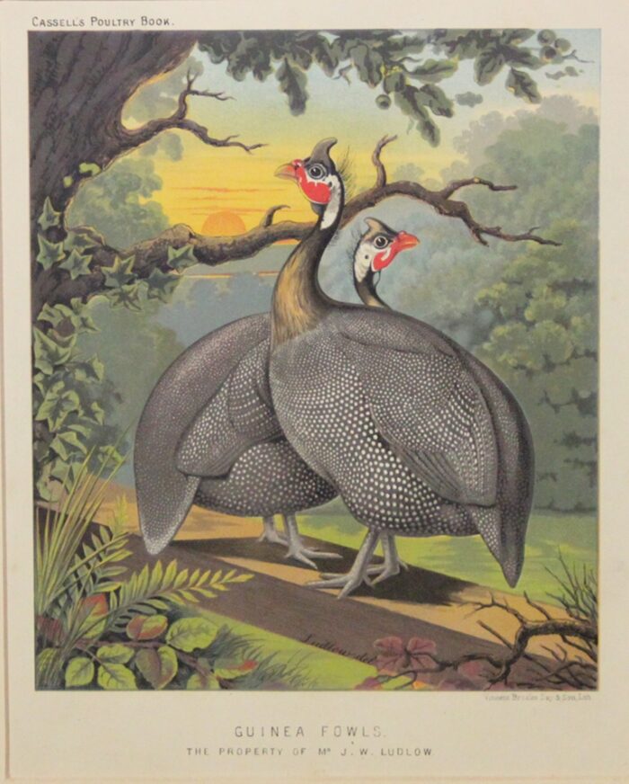 FARAONE - GUINEA FOWLS