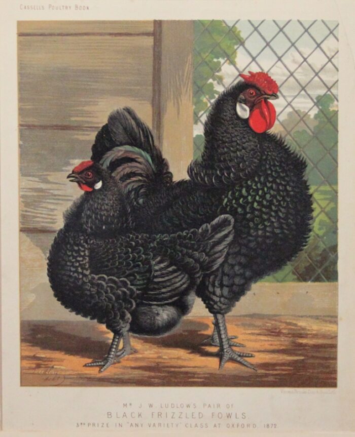 GALLO E GALLINA - BLACK FRIZZLED FOWLS