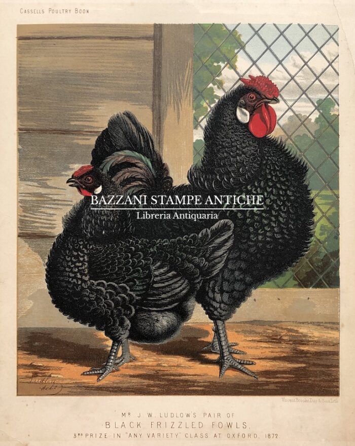 GALLO E GALLINA - BLACK FRIZZLED FOWLS