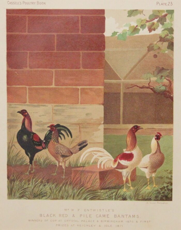 GALLI E GALLINE - BLACK RED & PILE CAME BANTAMS