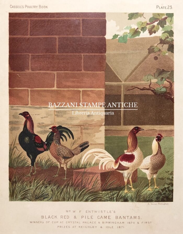 GALLI E GALLINE - BLACK RED & PILE GAME BANTAMS