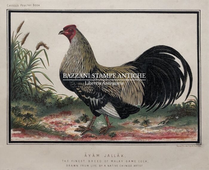 GALLO - AYAM JALLAK