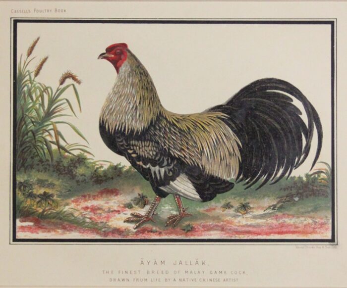 GALLO - AYAM JALLAK