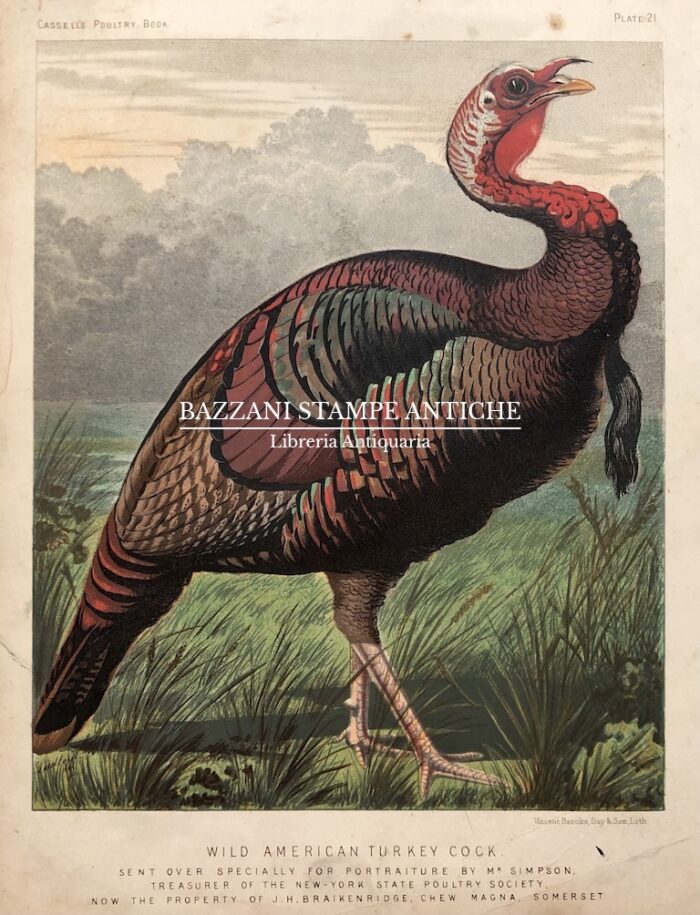 TACCHINO - WILD AMERICAN TURKEY COCK