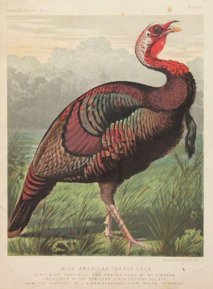 TACCHINO - WILD AMERICAN TURKEY COCK
