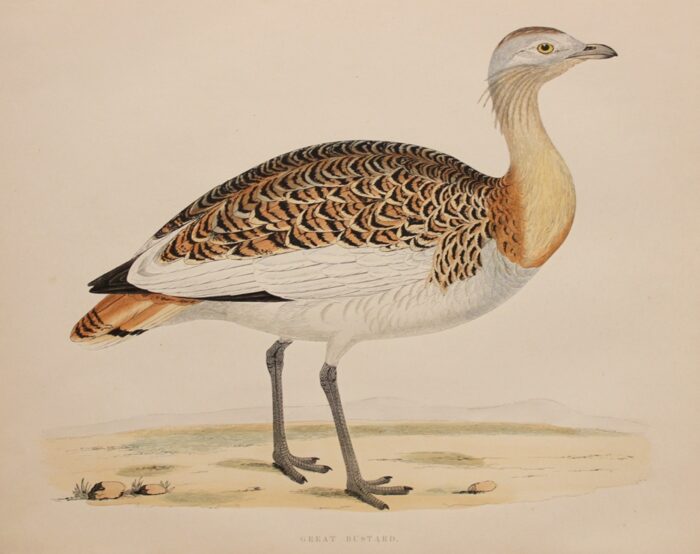 GREAT BUSTARD