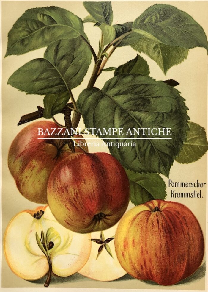 MELE - POMMERSCHER KRUMMSTIEL