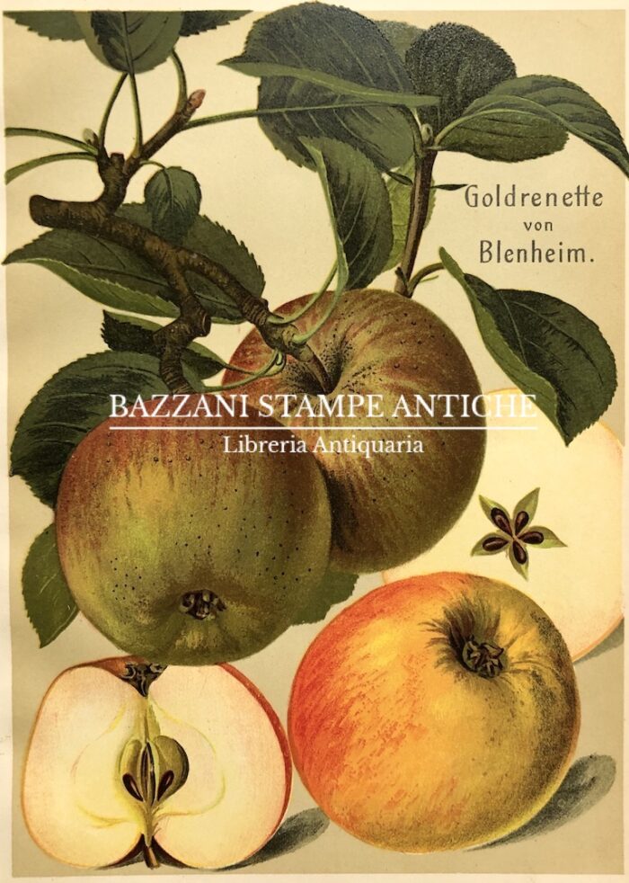 MELE - GOLDRENETTE VON BLENHEIM