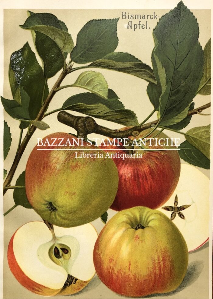 MELE - BISMARCK-APFEL
