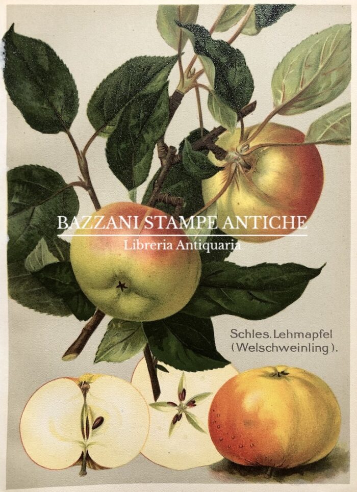 MELE - SCHLES LEHMAPFEL (WELSCHWEINLING)