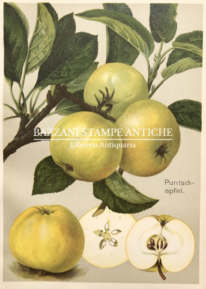 MELE - PUNTSCH-APFEL