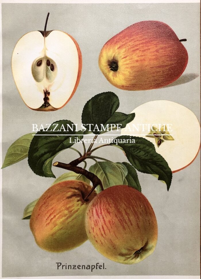 MELE - PRINZENAPFEL