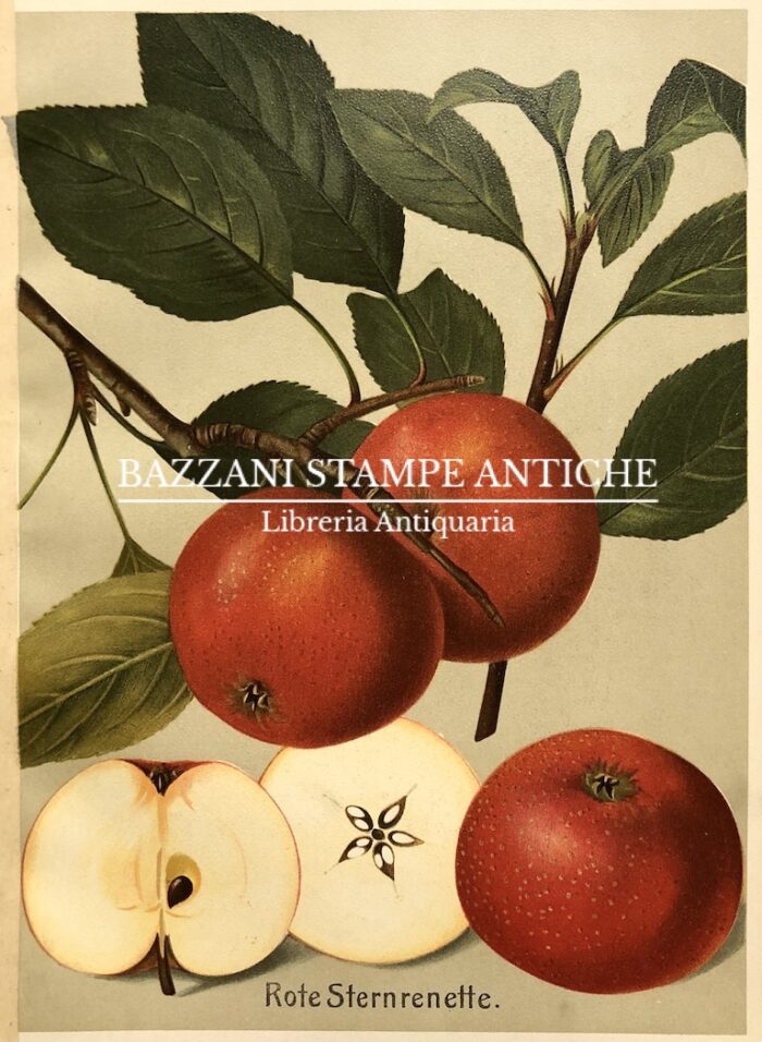 MELE - ROTE STERNRENETTE