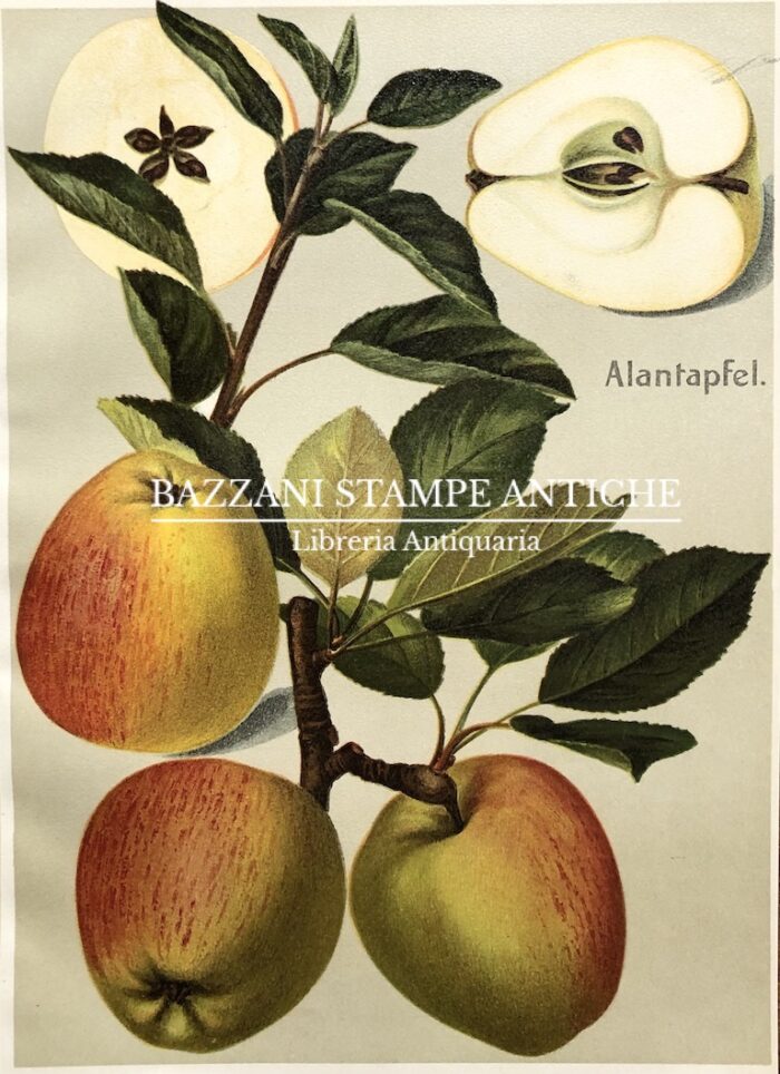 MELE - ALANTAPFEL
