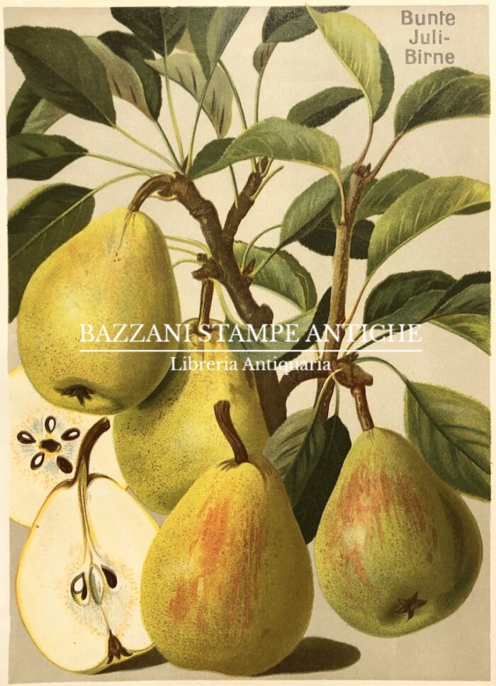 PERE - BUNTE JULIBIRNE