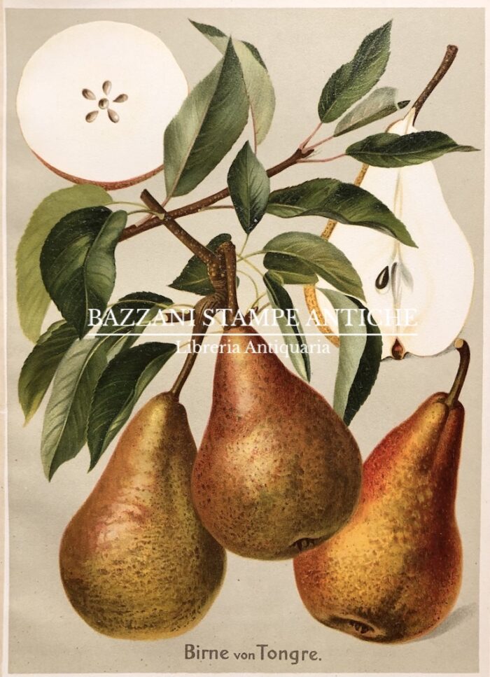 PERE - BIRNE VON TONGRE