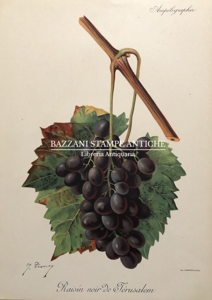 RAISIN NOIR DE JERUSALEM