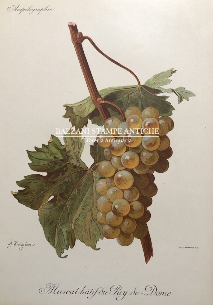 MUSCAT HATIF DU PUY DE DOME