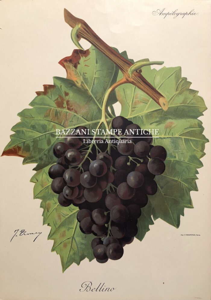 BELLINO