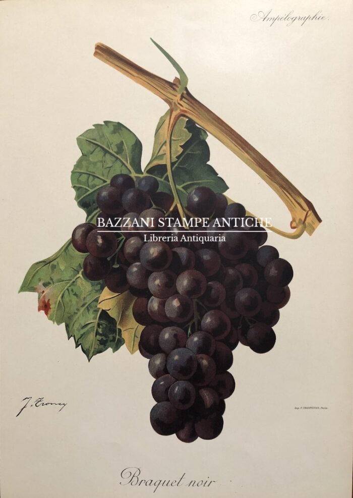 BRAQUET NOIR - BRACHETTO NERO