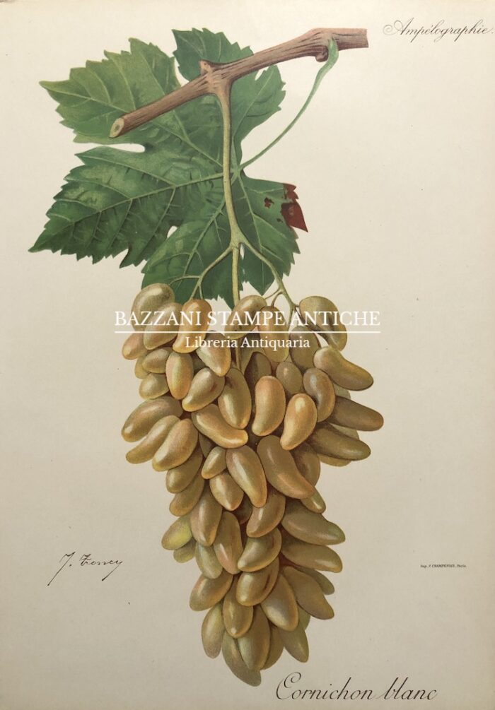 CORNICHON BLANC