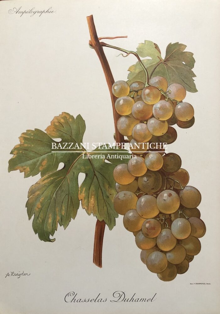 CHASSELAS DUHAMEL