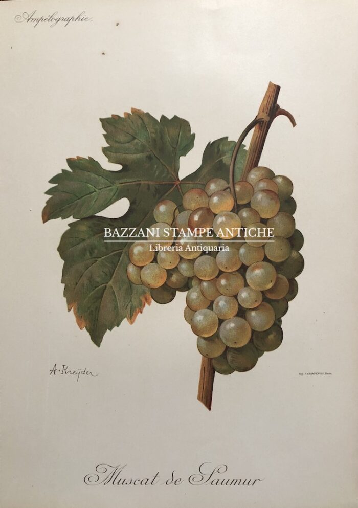 MUSCAT DE SAUMUR