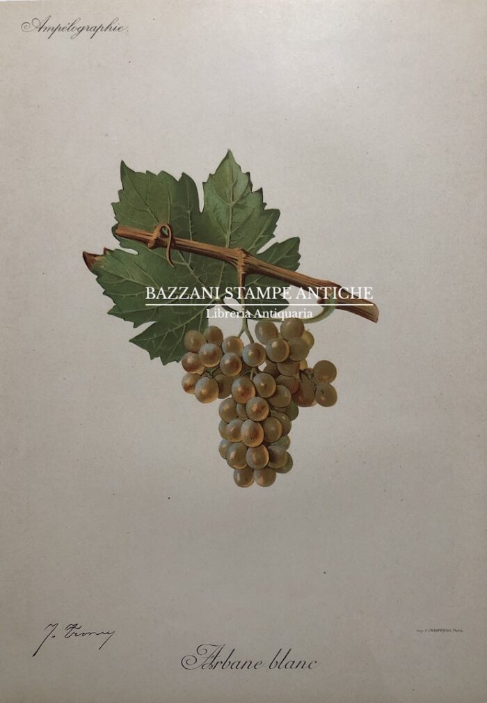 FARBANE BLANC
