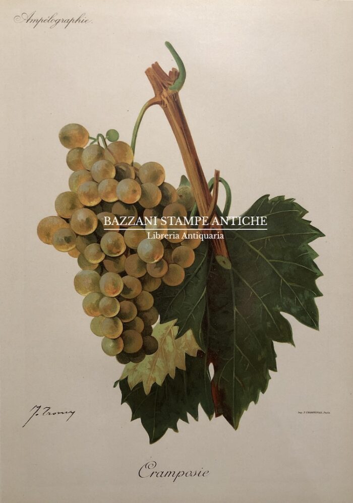 CRAMPOSIE