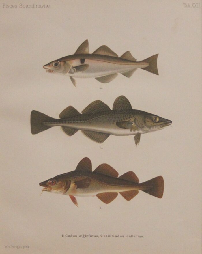 PISCES SCANDINAVIAE - GADUS AEGLEFINUS - GADUS CALLARIAS