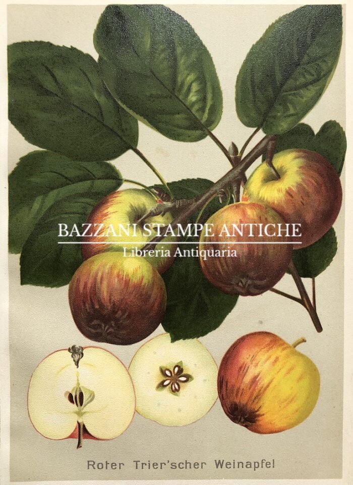 MELE - ROTER TRIER'SCHER WEINAPFEL