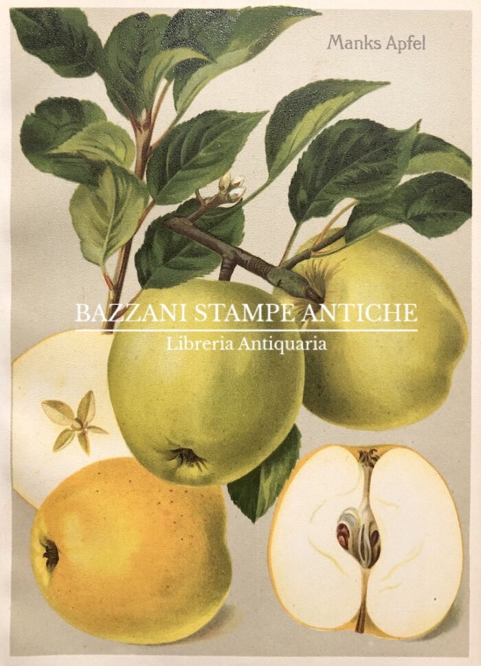 MELE - MANKS APFEL