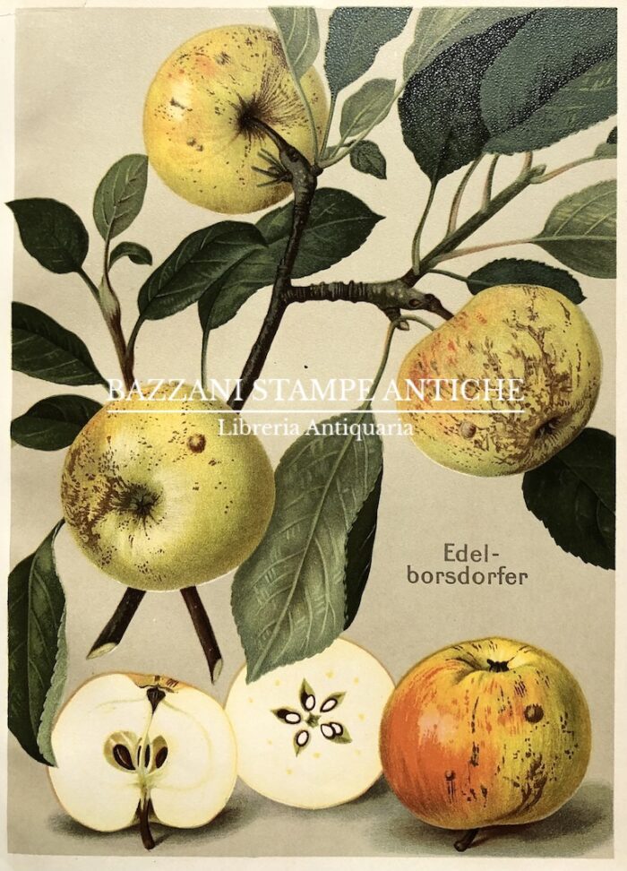 MELE - EDEL-BORSDORFER