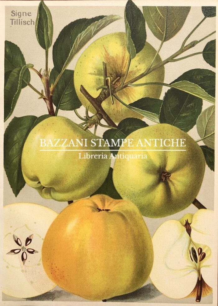 MELE - SIGNE TILLISCH
