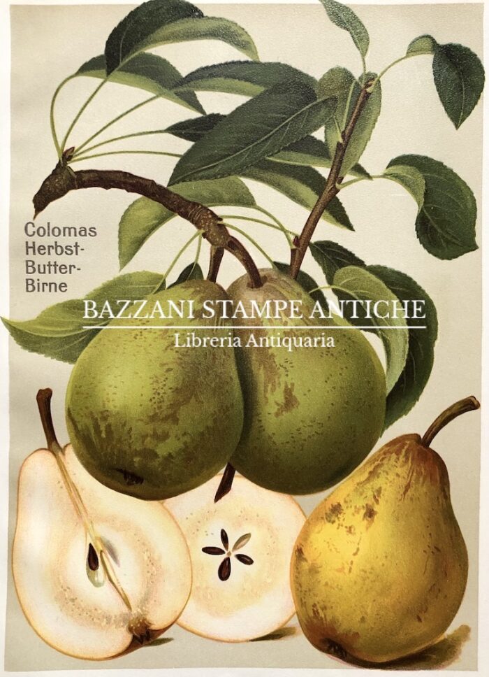 PERE - COLOMAS HERBST BUTTER BIRNE
